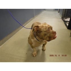 Photo of Willow, adoptable American Bulldog in Doral, Florida