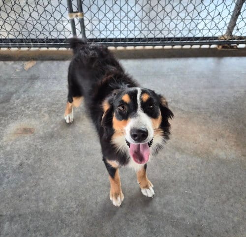 Photo of Poppi, adoptable Australian Shepherd in Bolivar, Missouri