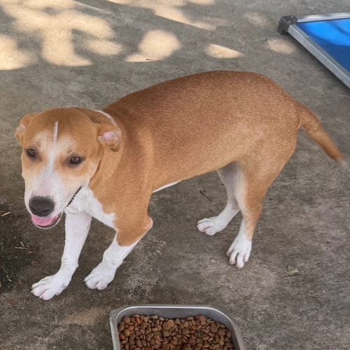 Photo of Lancelot, adoptable Hound in Carrollton, Georgia