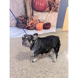 Photo of Luna, adoptable French Bulldog in Doral, Florida