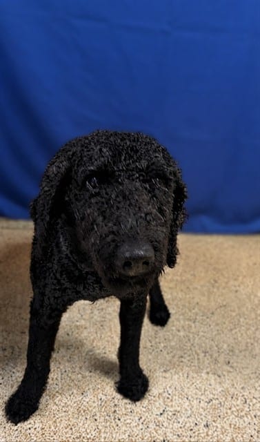 Photo of Tommy, adoptable Poodle - Standard in Miami, Florida