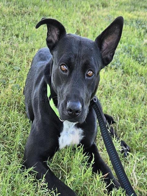 Photo of Caroline, adoptable dog