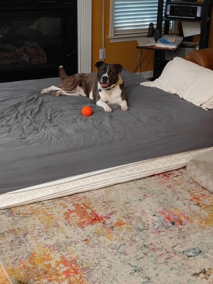 Photo of Zole, adoptable dog in Chamblee, Georgia