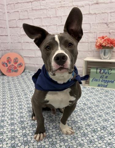 Photo of Blinky Beans, adoptable Pit Bull Terrier in Detroit, Michigan