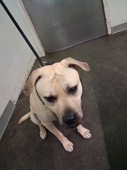 Photo of Hill, adoptable Pit Bull Terrier in Los Angeles, California