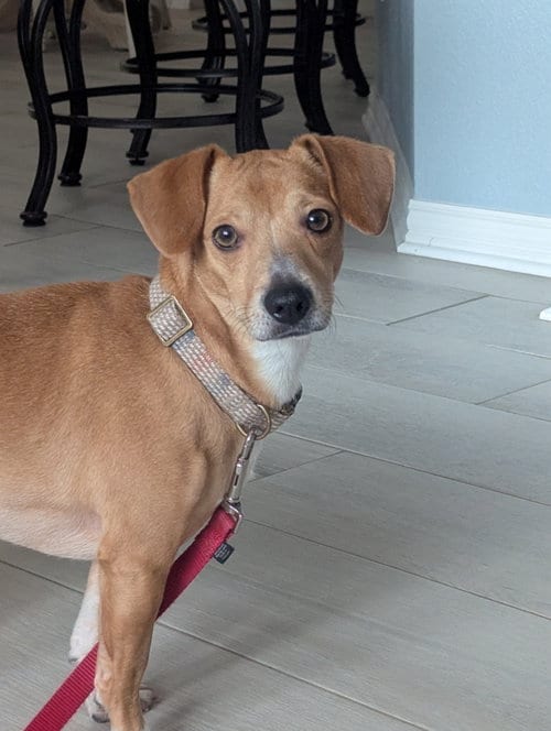 Photo of Mojo, adoptable Dachshund in Humble, Texas