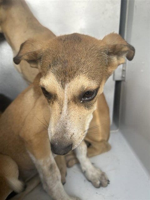 Photo of A661441, adoptable German Shepherd Dog in Houston, Texas