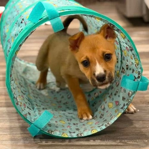 Photo of Ferngully, adoptable Terrier in Canton, Connecticut