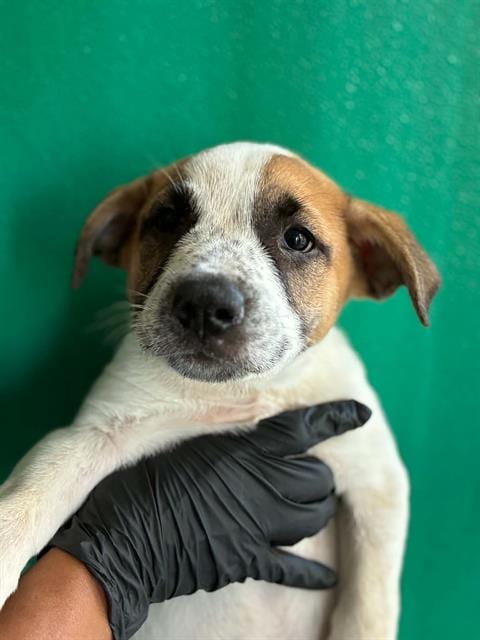 Photo of Brian, adoptable Queensland Heeler in Visalia, California