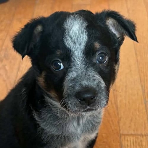 Photo of Budweiser, adoptable Australian Cattle Dog/Blue Heeler in Normal, Illinois