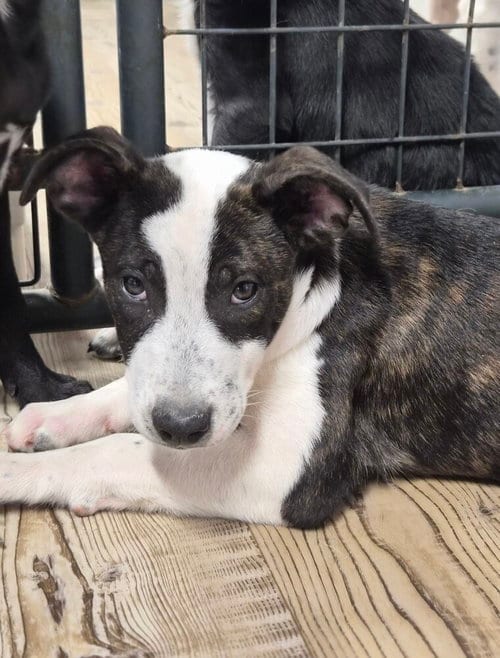 Photo of Jet Blue, adoptable Labrador Retriever in Bolivar, Missouri