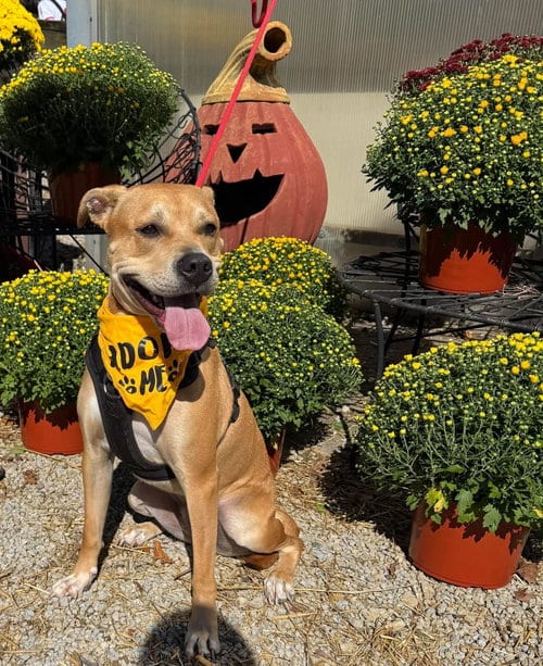 Photo of Linaria, adoptable Labrador Retriever in Germantown, Ohio