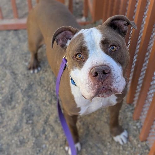 Photo of Waffles, adoptable Pit Bull Terrier in Las Vegas, Nevada