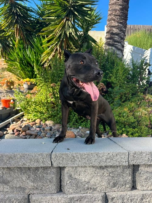 Photo of Kaida, adoptable Pit Bull Terrier in Chula Vista, California