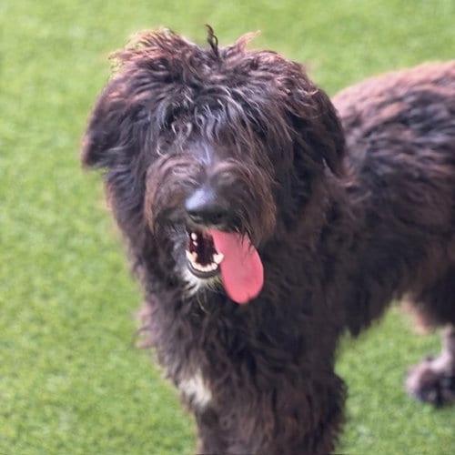Photo of Oreo, adoptable Poodle (Standard) in Burlingame, California