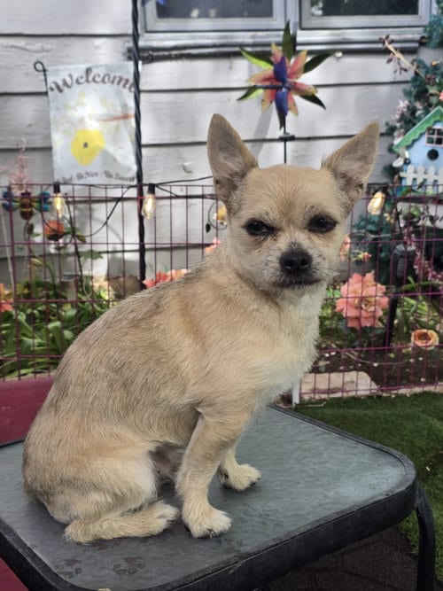 Photo of Fred Rogers, adoptable Terrier in Sandy, Utah