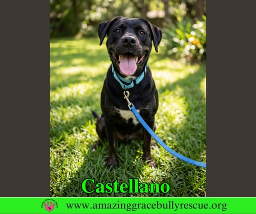Photo of Castellano, adoptable Rottweiler in Milton, Florida