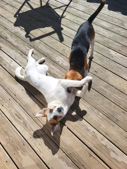Photo of Beezie, adoptable Unknown breed (medium coat) in Hewitt, New Jersey