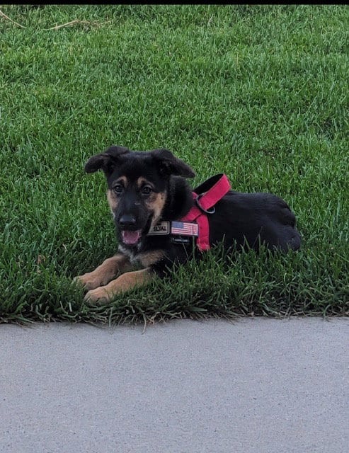 Photo of Nova Rae, adoptable German Shepherd Dog in MIDWAY, Utah