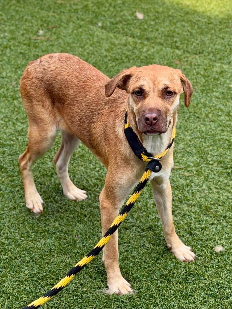 Photo of Lu Two (Malinois x4), adoptable Belgian Shepherd Malinois in Hartsville, South Carolina