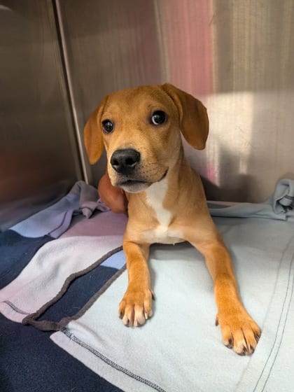 Photo of Mina, adoptable dog in Atlanta, Georgia