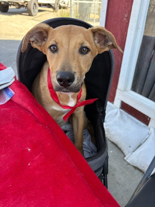 Photo of Marcus, adoptable Australian Shepherd in Cherry Valley, California