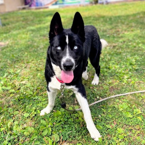 Photo of Binky Barnes, adoptable Husky in Oakland, California