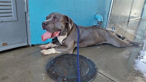 Photo of Caesar, adoptable American Staffordshire Terrier in Baldwin Park, California