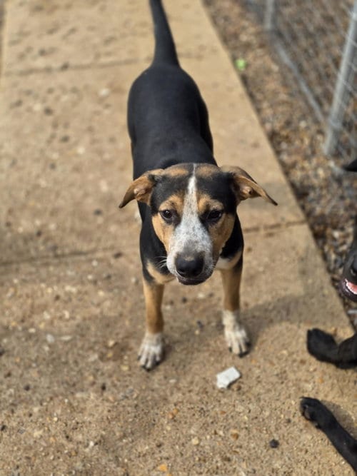 Photo of Finn, adoptable Labrador Retriever in Poplar Bluff, Missouri