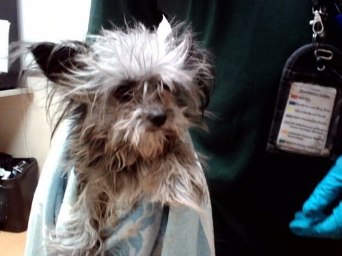 Photo of Sparky, adoptable Terrier in Martinez, California