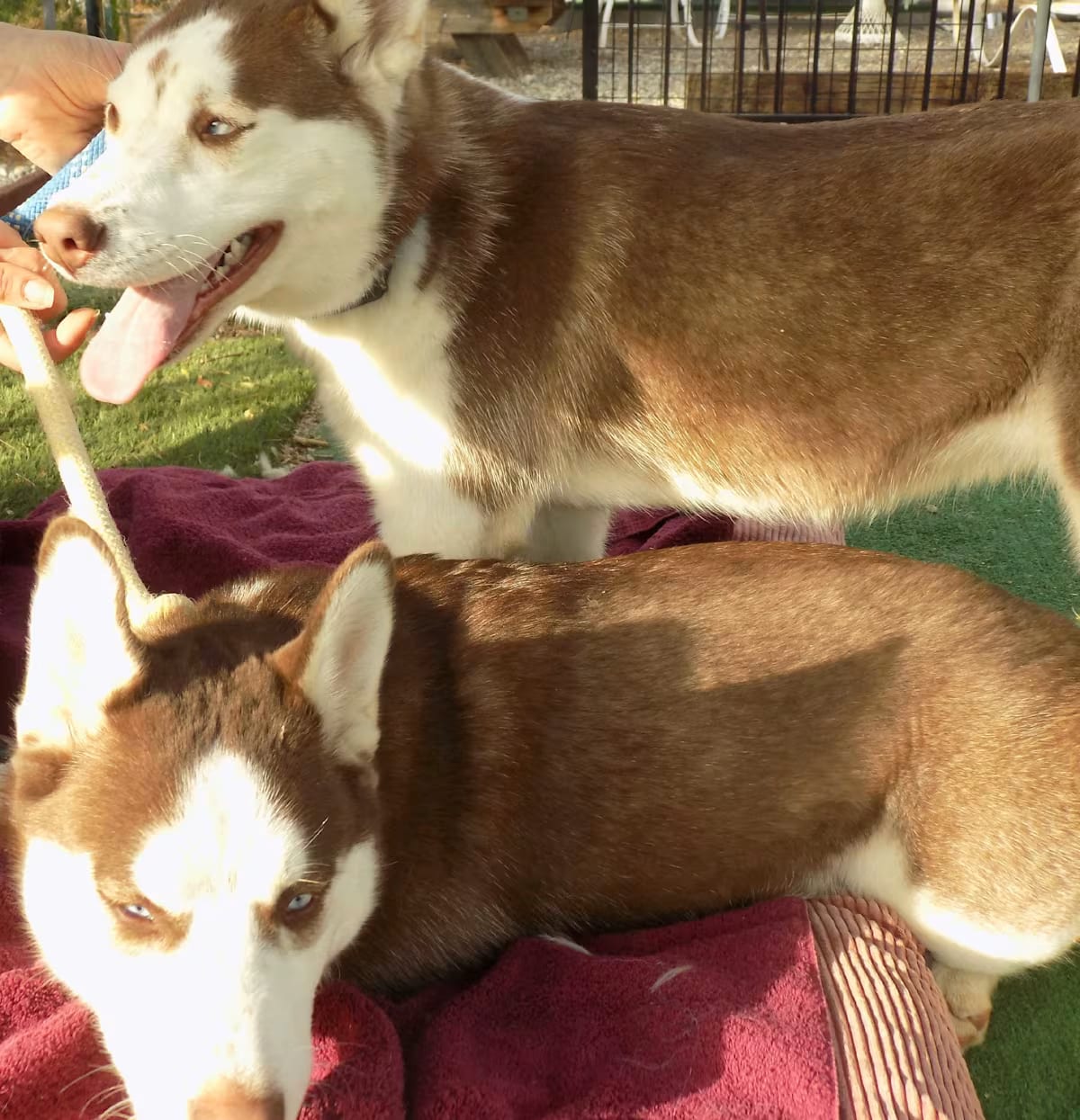 Photo of Brandy, adoptable Siberian Husky in Valencia, California