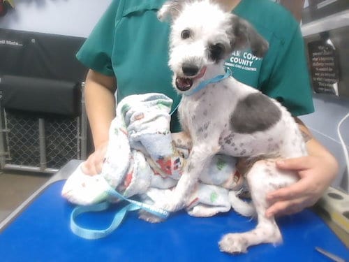 Photo of Matilda, adoptable Poodle (Miniature) in Phoenix, Arizona