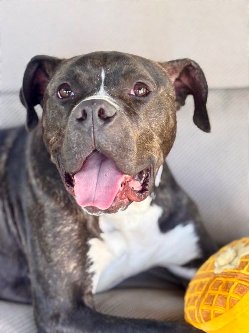 Photo of Cheetah, adoptable Terrier in Mount Laurel, New Jersey