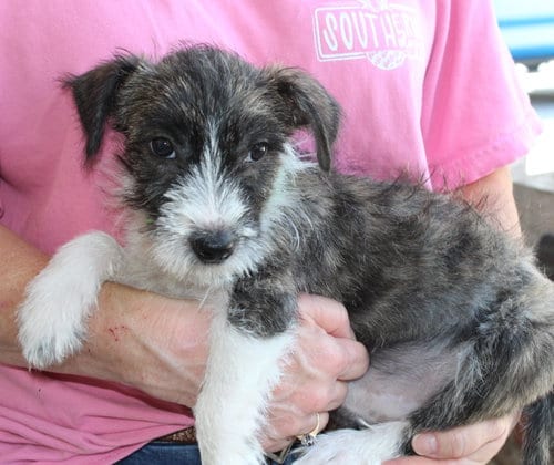 Photo of Zeke 44378, adoptable Terrier in Prattville, Alabama