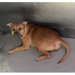 Photo of Snickerdoodle, adoptable American Pit Bull Terrier in San Bernardino, California