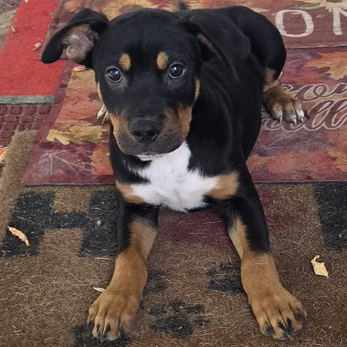 Photo of Brahman (NY-Shari), adoptable Rottweiler in SHERBURNE, New York