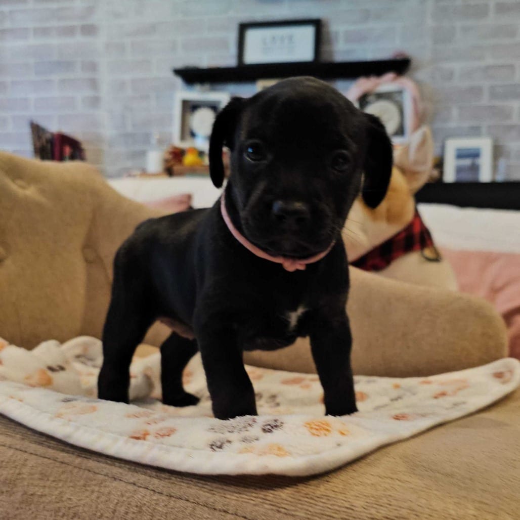 Photo of Karol G, adoptable Bulldog, French in California, California