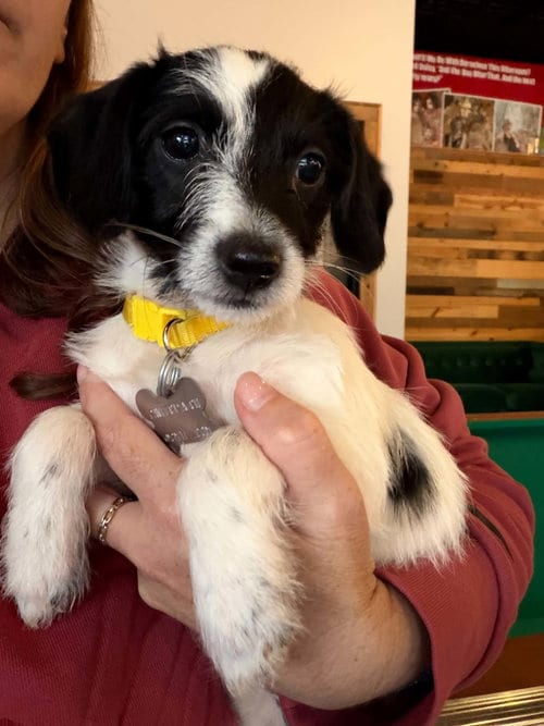 Photo of Bebe - "B" Litter, adoptable Terrier in Holly Springs, North Carolina