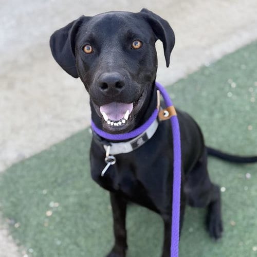 Photo of Jabari, adoptable Labrador Retriever in San Diego, California