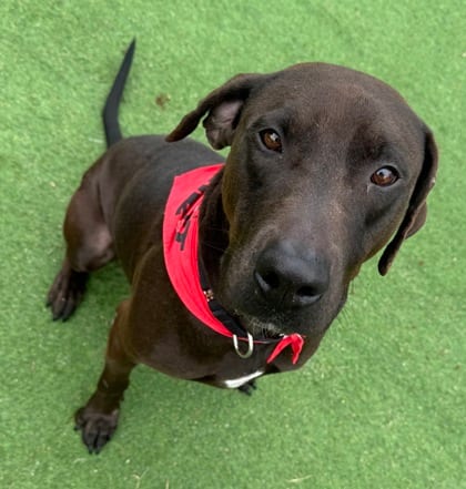 Photo of Rambo, adoptable Retriever, Labrador/Mix