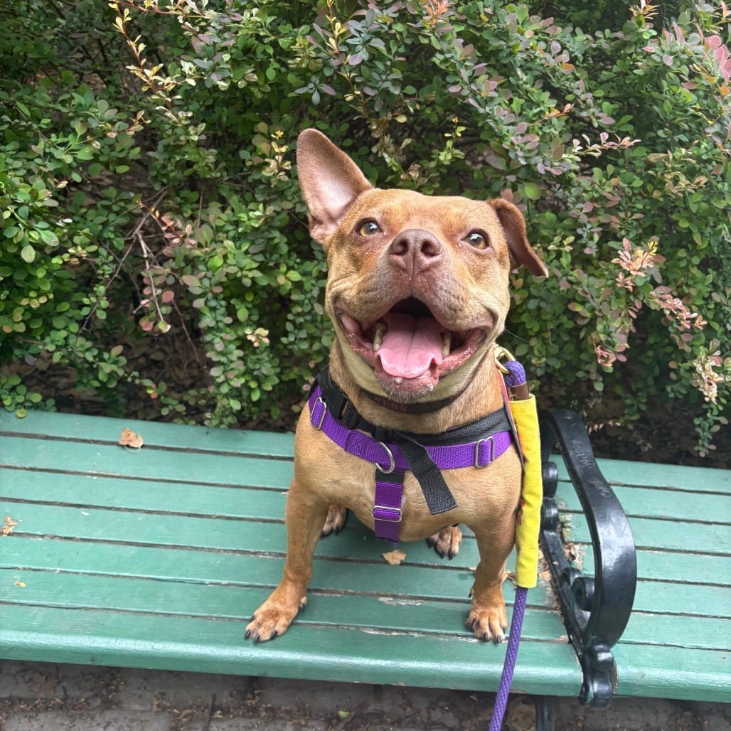 Photo of Wilma, adoptable Terrier, Boston / Mixed Breed (Medium) in Jersey City, New Jersey