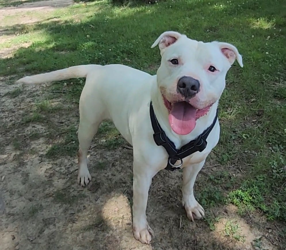 Photo of Juice, adoptable American Pit Bull Terrier in Fayetteville, West Virginia