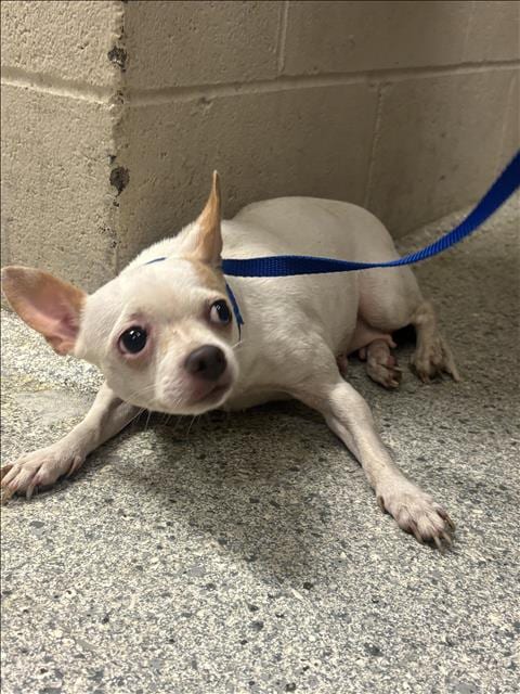 Photo of A433482, adoptable Chihuahua in Conroe, Texas