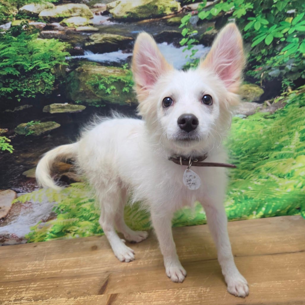 Photo of Alexander, adoptable Eskimo, American in Normal, Illinois