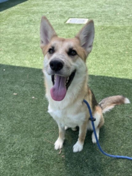 Photo of Balboa, adoptable German Shepherd Dog in Chatsworth, California