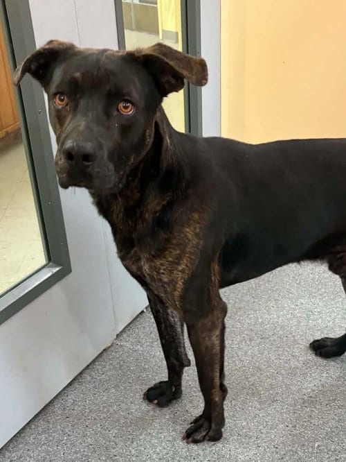 Photo of Myers, adoptable Pit Bull Terrier in Low Moor, Virginia