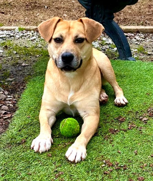 Photo of Stacey, adoptable Labrador Retriever in Locust Grove, Georgia