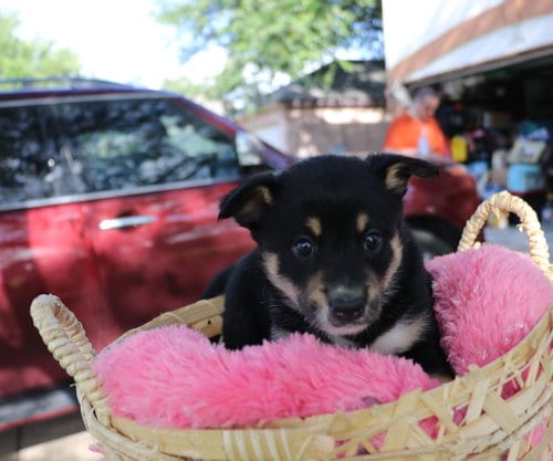 Photo of Bliss, adoptable Australian Cattle Dog/Blue Heeler in Pflugerville, Texas
