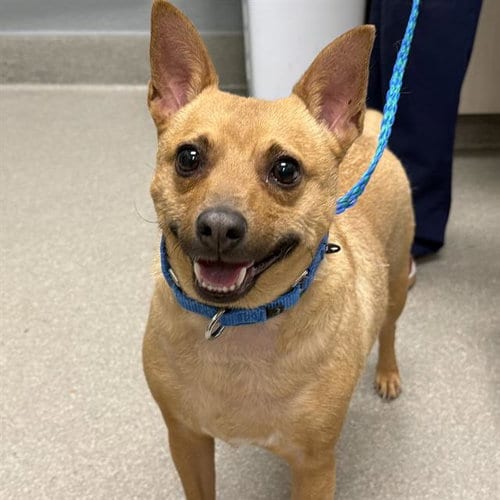 Photo of Alvin, adoptable Chihuahua in Las Vegas, Nevada