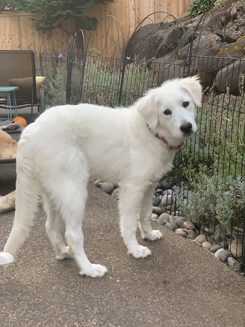 Photo of Mina, adoptable Great Pyrenees in Spring, Texas